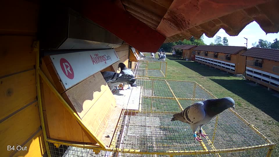 Pigeon Arrival Image For Race Race 2