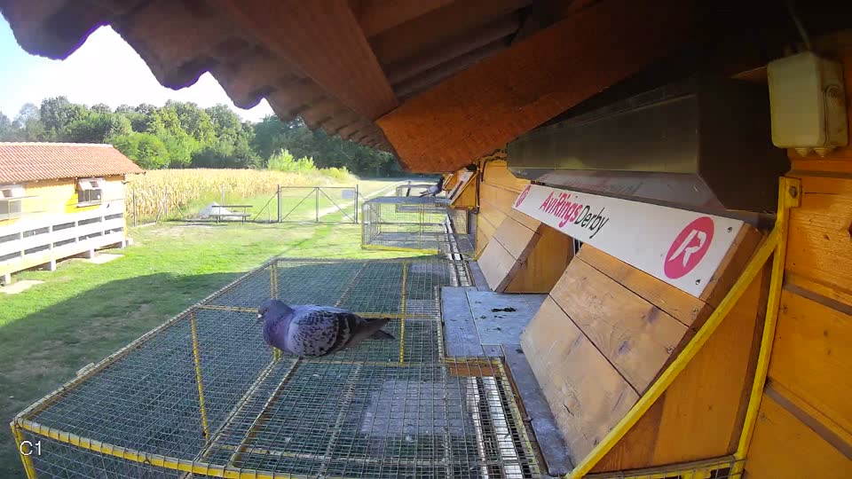 Pigeon Arrival Image For Race Race 5