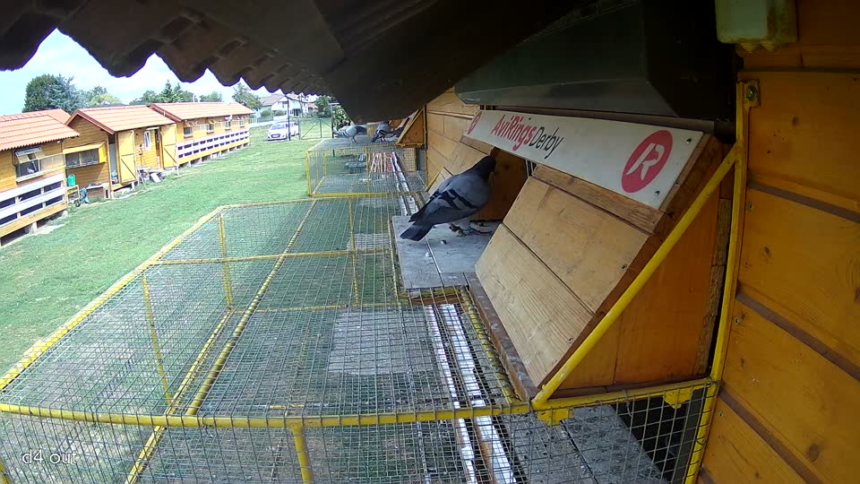 Pigeon Arrival Image For Race Race 4
