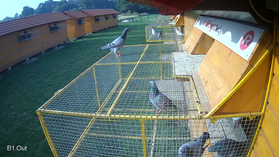 Pigeon Arrival Image For Race Final race 1