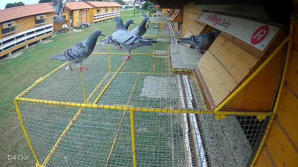 Pigeon Arrival Image For Race Race 3