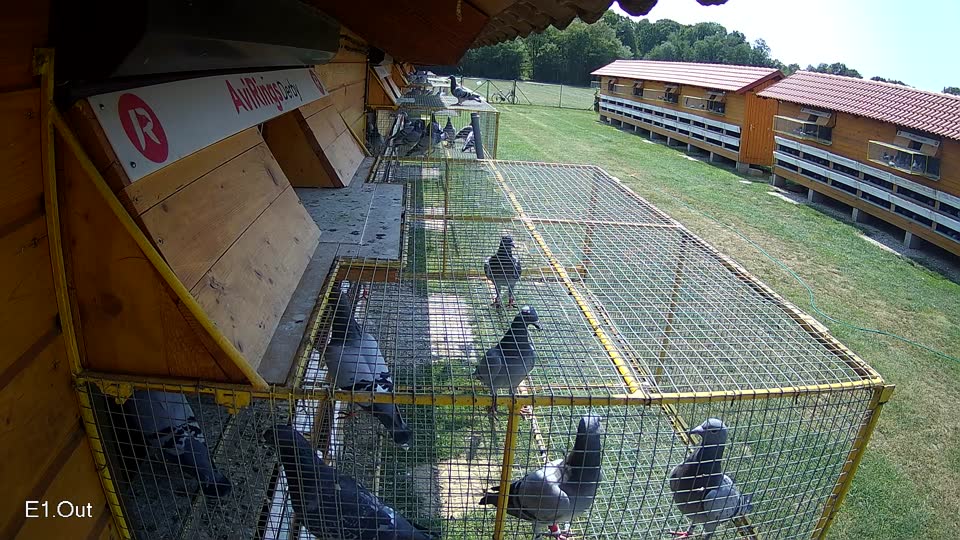 Pigeon Arrival Image For Race Race 3