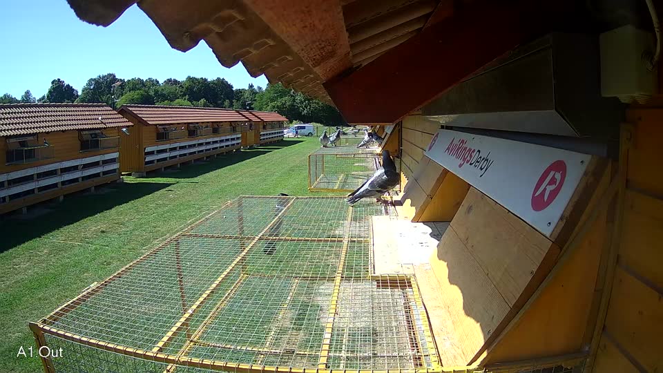 Pigeon Arrival Image For Race Race 2