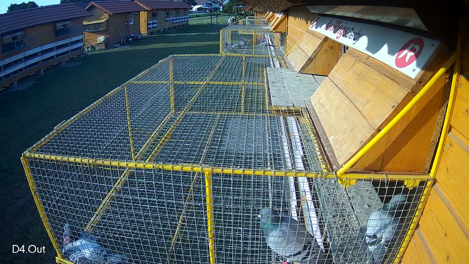 Pigeon Arrival Image For Race Race 3