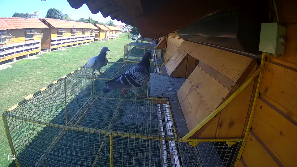 Pigeon Arrival Image For Race Race 2