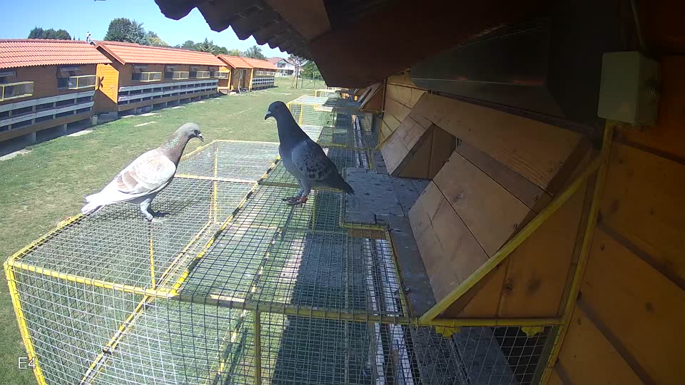 Pigeon Arrival Image For Race Race 5