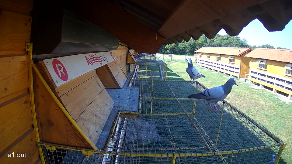 Pigeon Arrival Image For Race Race 2