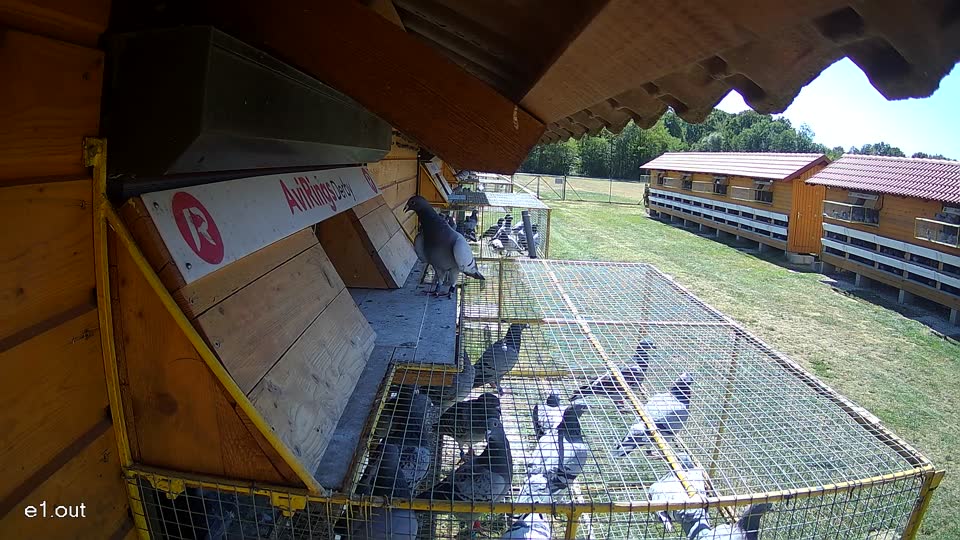 Pigeon Arrival Image For Race Race 3