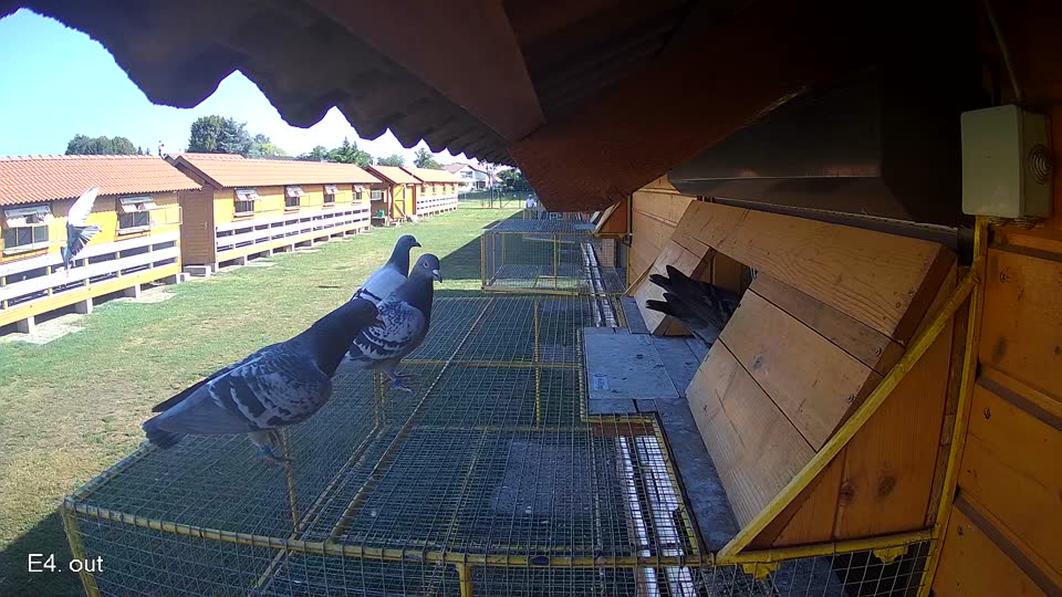 Pigeon Arrival Image For Race Race 2