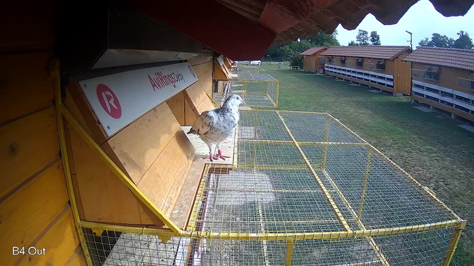 Pigeon Arrival Image For Race Race 4