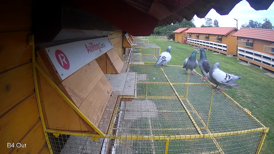 Pigeon Arrival Image For Race Final race 3