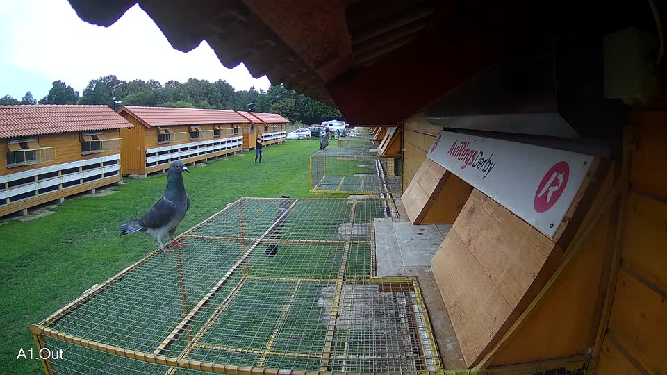 Pigeon Arrival Image For Race Final race 2