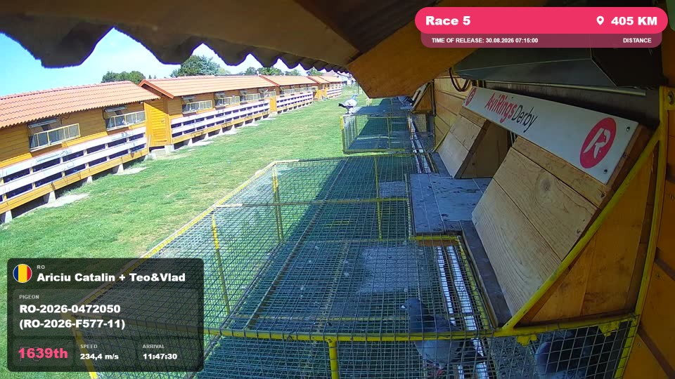 Pigeon Arrival Image For Race Race 5