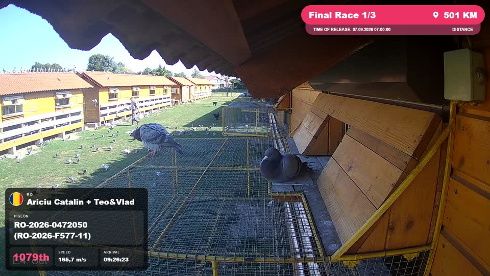 Pigeon Arrival Image For Race Final Race 1/3