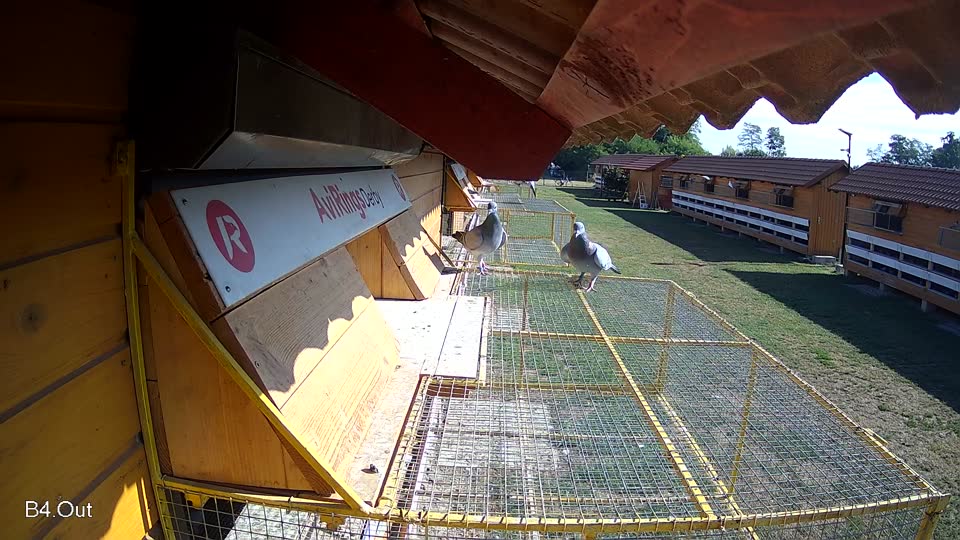 Pigeon Arrival Image For Race Race 2