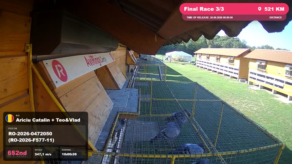 Pigeon Arrival Image For Race Final Race 3/3
