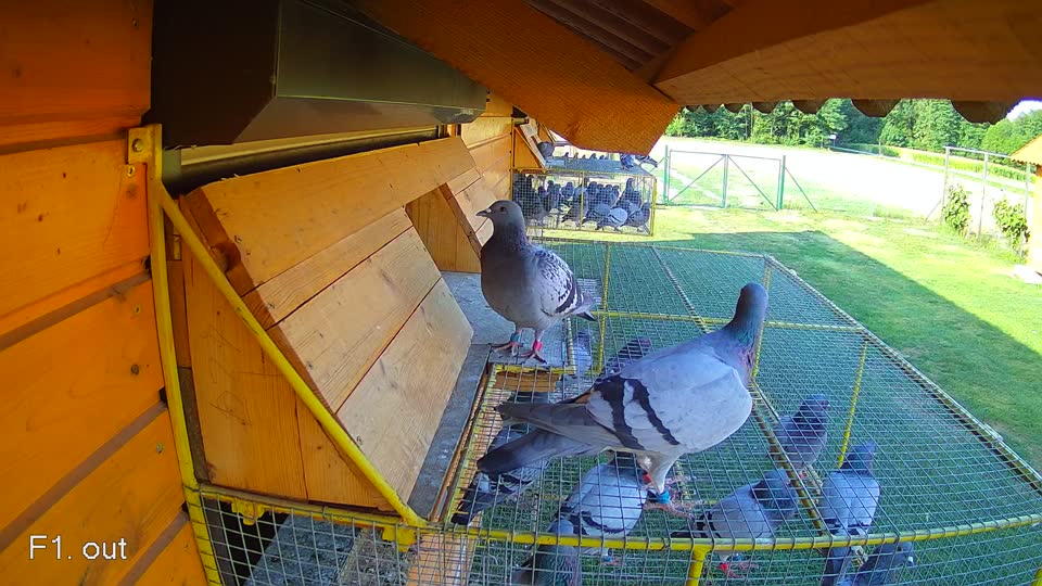 Pigeon Arrival Image For Race Race 1