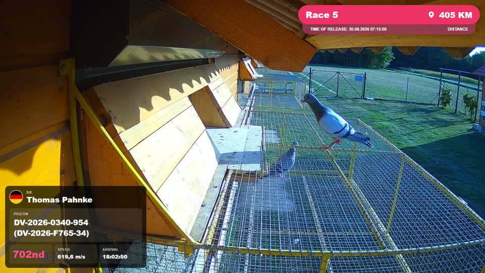 Pigeon Arrival Image For Race Race 5