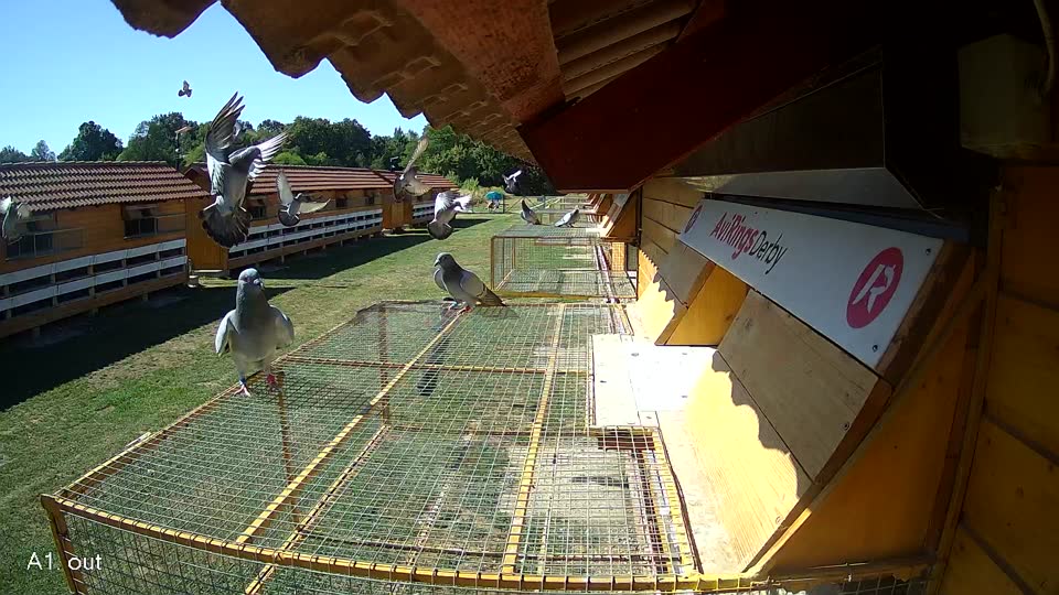 Pigeon Arrival Image For Race Race 3
