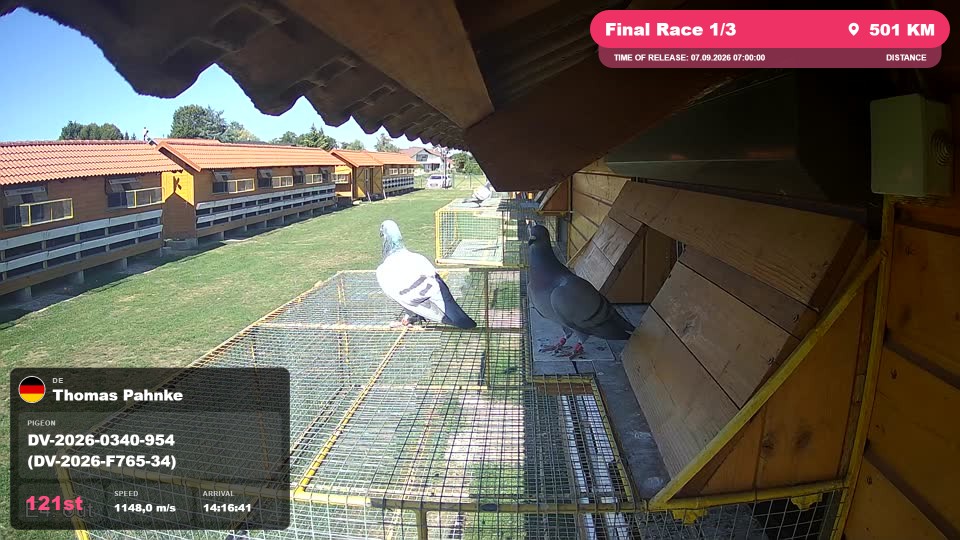 Pigeon Arrival Image For Race Final Race 1/3