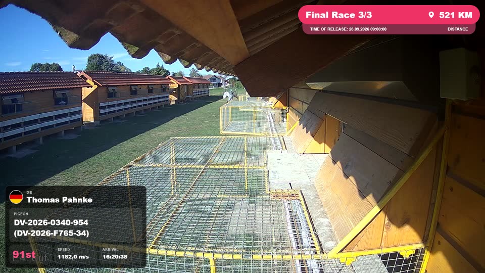 Pigeon Arrival Image For Race Final Race 3/3