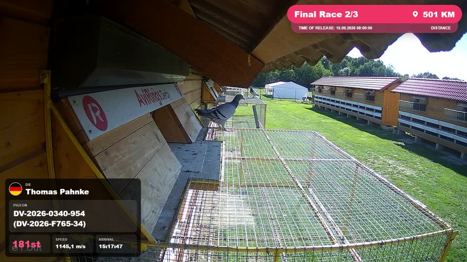 Pigeon Arrival Image For Race Final Race 2/3