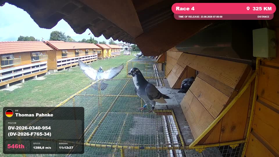 Pigeon Arrival Image For Race Race 4