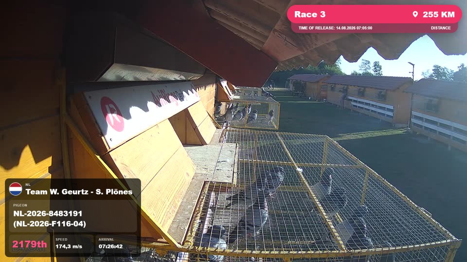 Pigeon Arrival Image For Race Race 3