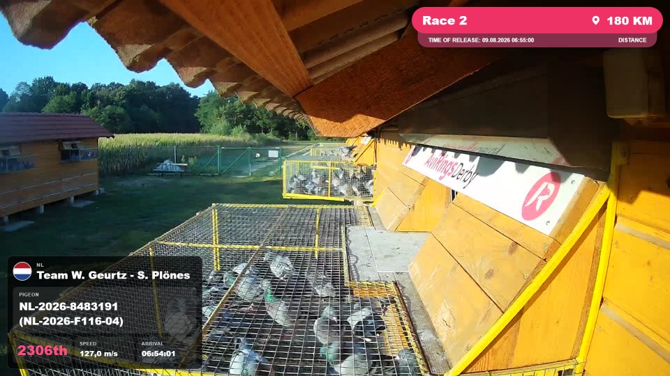 Pigeon Arrival Image For Race Race 2