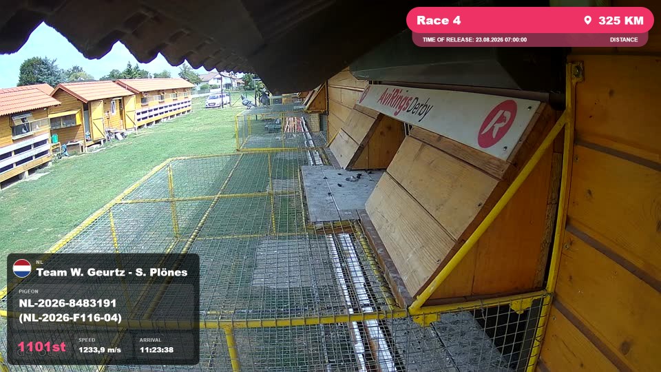 Pigeon Arrival Image For Race Race 4