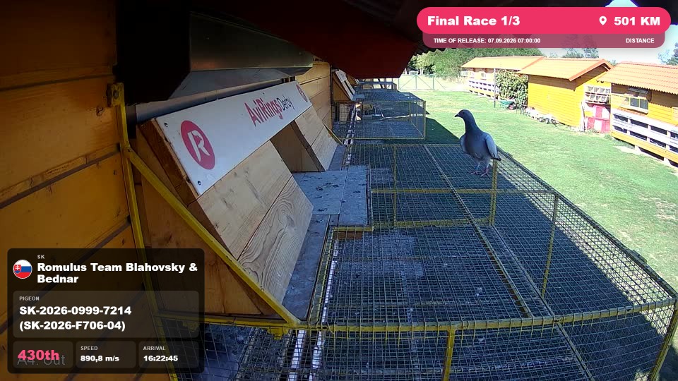 Pigeon Arrival Image For Race Final Race 1/3