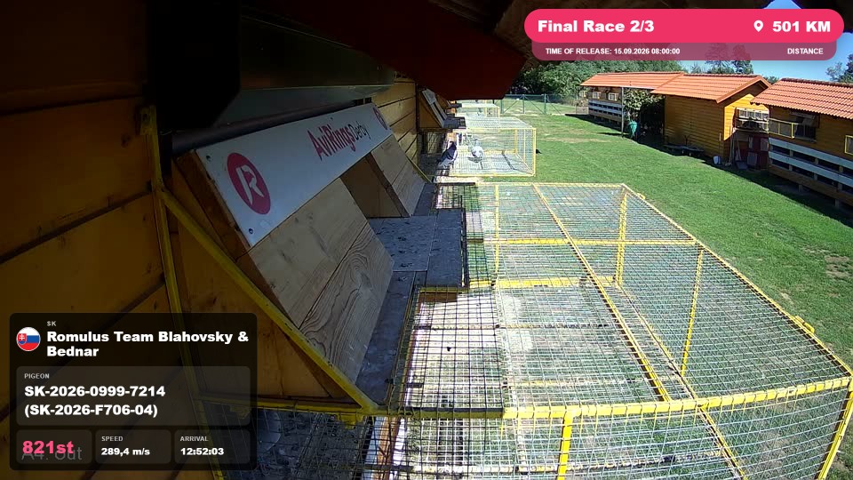 Pigeon Arrival Image For Race Final Race 2/3