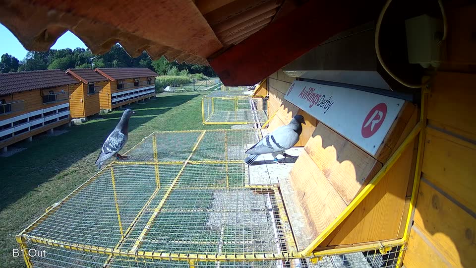 Pigeon Arrival Image For Race Race 1