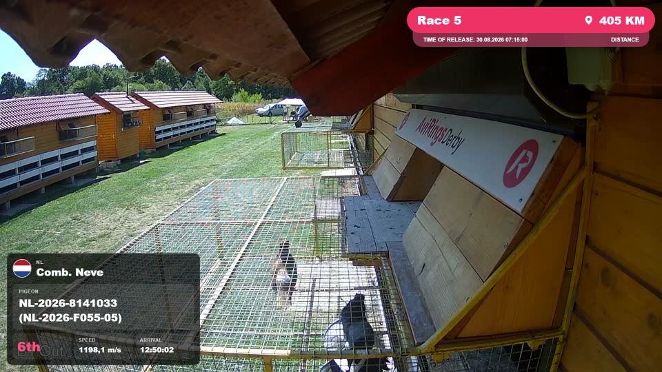 Pigeon Arrival Image For Race Race 5