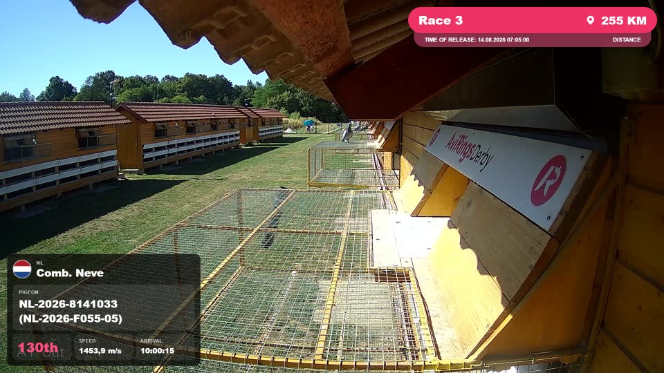 Pigeon Arrival Image For Race Race 3