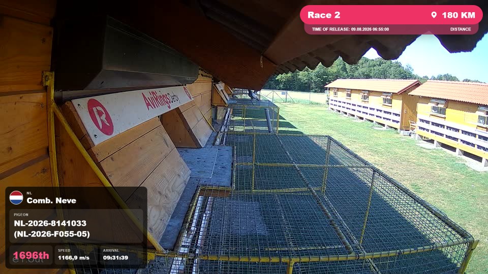 Pigeon Arrival Image For Race Race 2