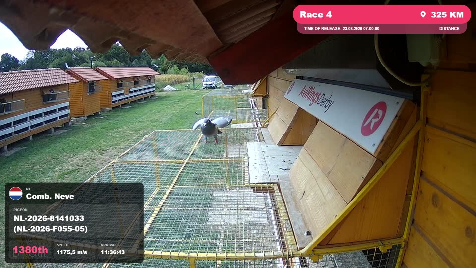 Pigeon Arrival Image For Race Race 4