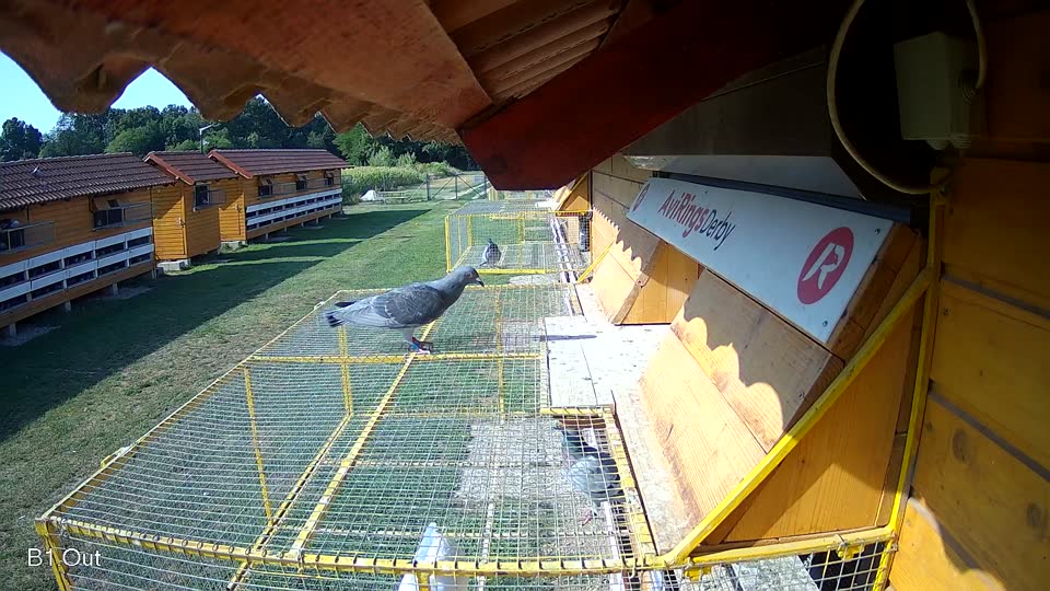 Pigeon Arrival Image For Race Race 1