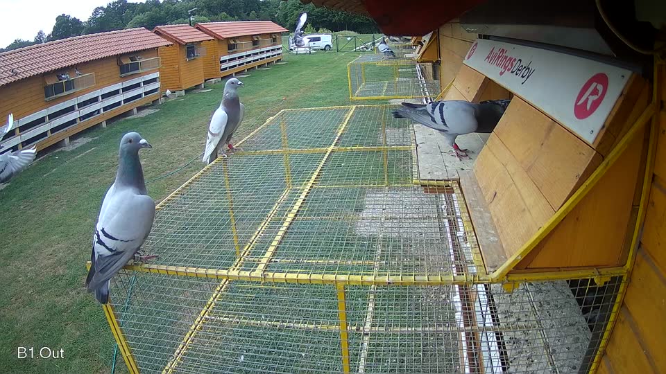 Pigeon Arrival Image For Race Race 3