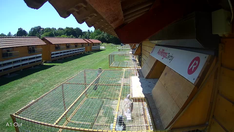 Pigeon Arrival Image For Race Race 2