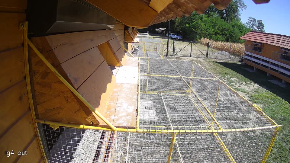 Pigeon Arrival Image For Race Race 3