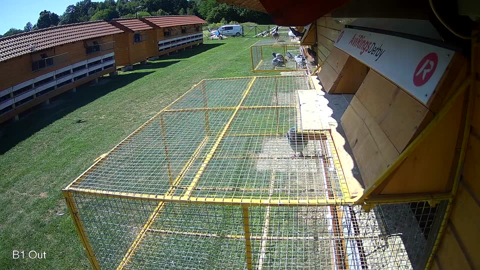 Pigeon Arrival Image For Race Race 2