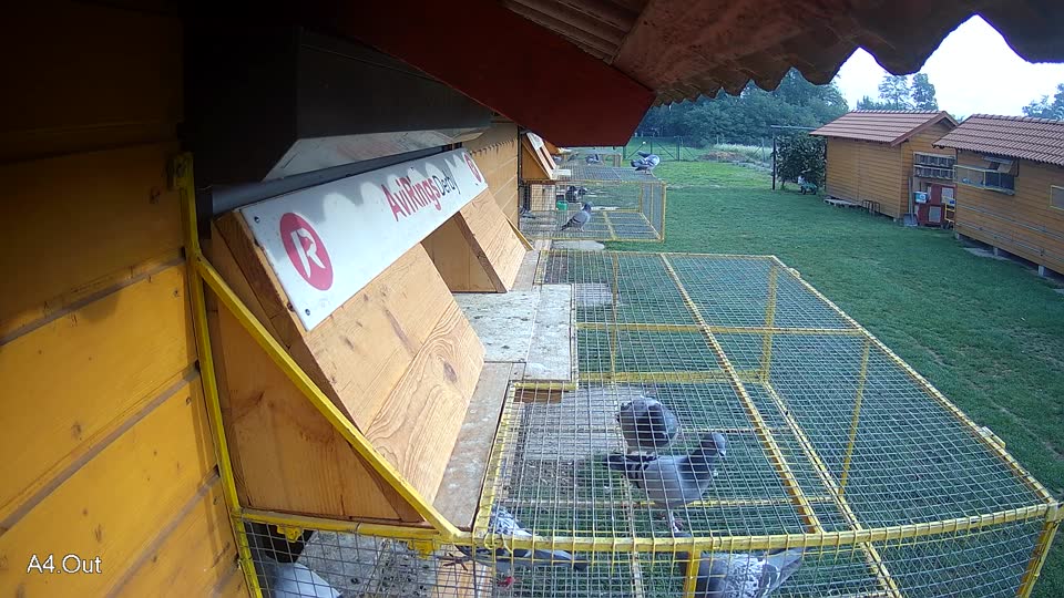 Pigeon Arrival Image For Race Final race 1