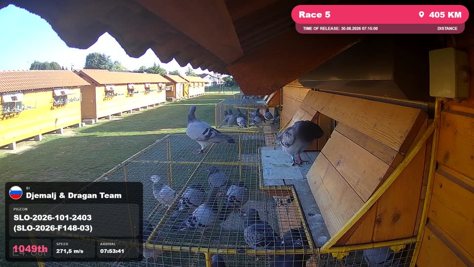 Pigeon Arrival Image For Race Race 5