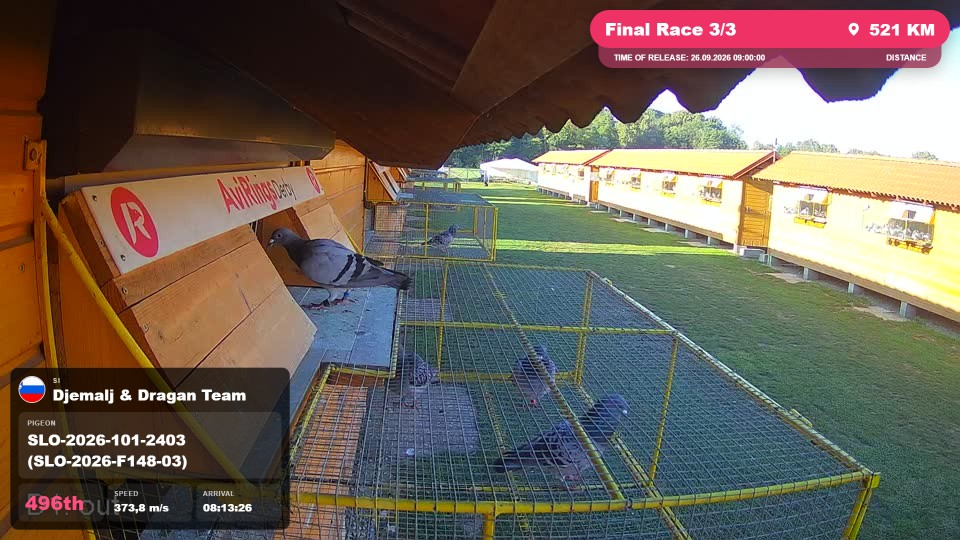 Pigeon Arrival Image For Race Final Race 3/3