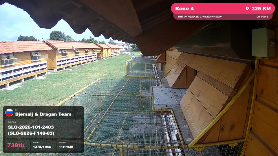 Pigeon Arrival Image For Race Race 4