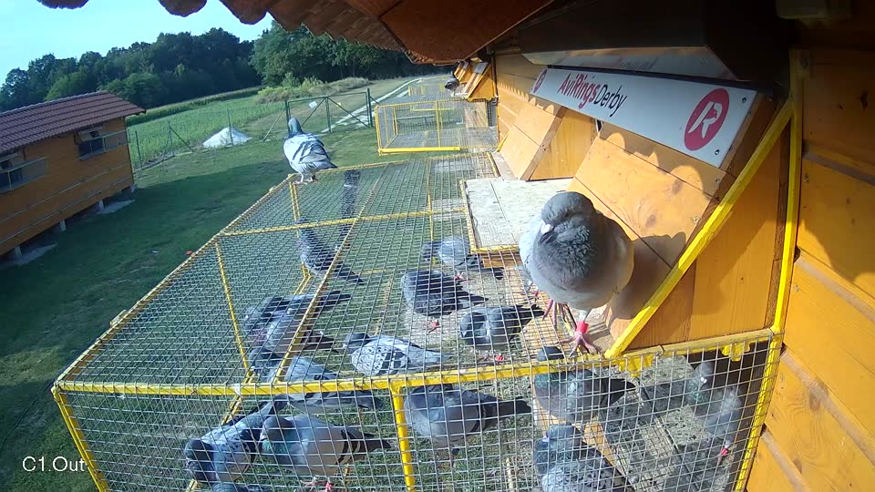 Pigeon Arrival Image For Race Race 4