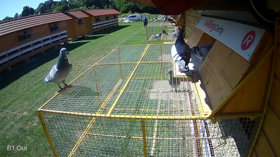 Pigeon Arrival Image For Race Race 2