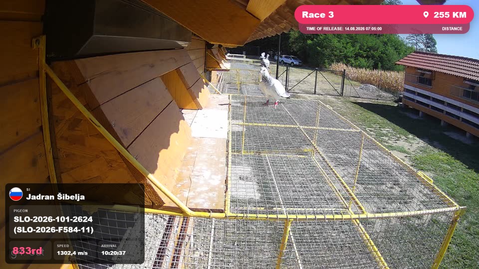 Pigeon Arrival Image For Race Race 3