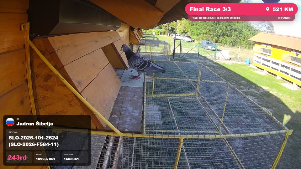 Pigeon Arrival Image For Race Final Race 3/3